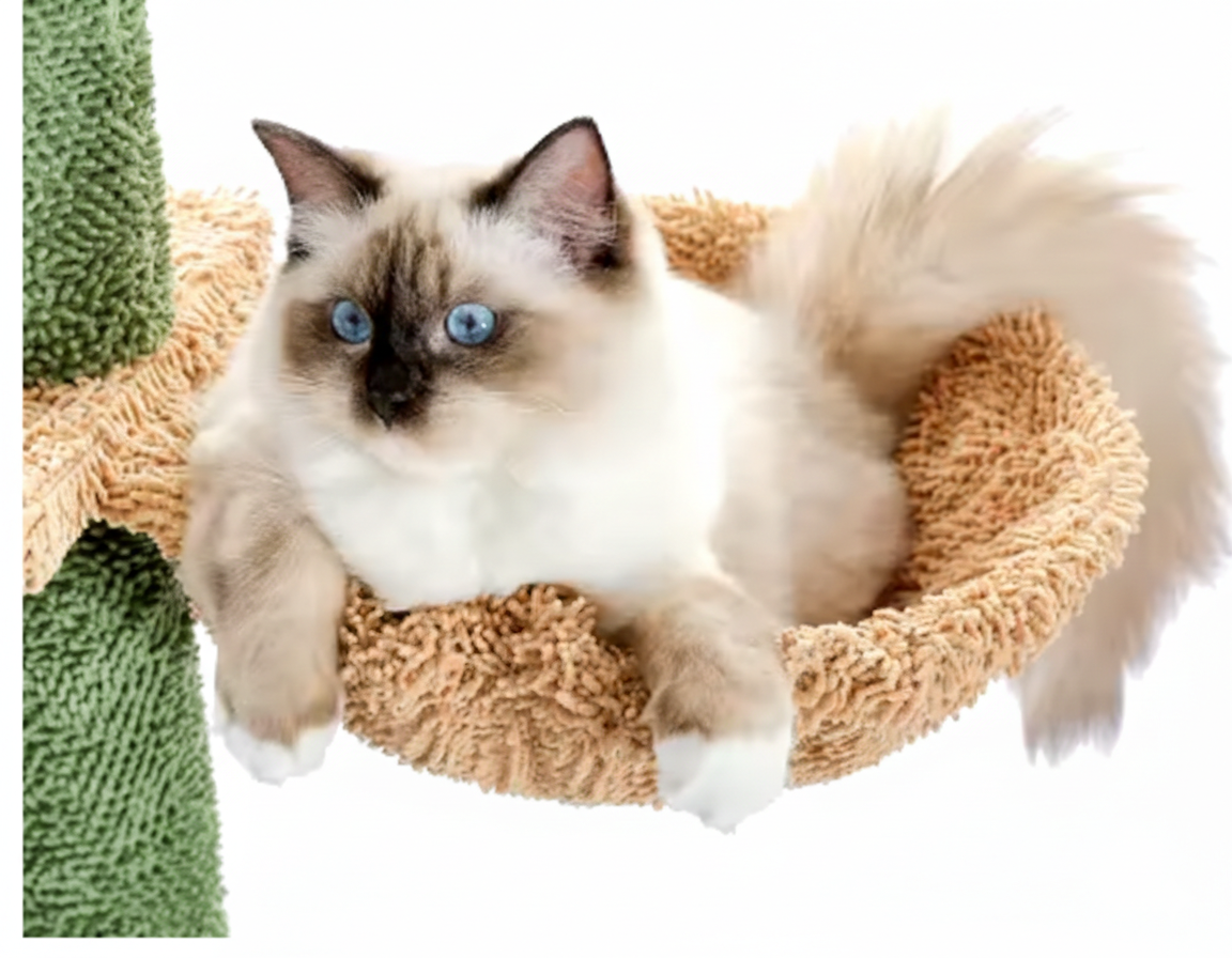 Arbre à Chat Cactus du Sol au Plafond