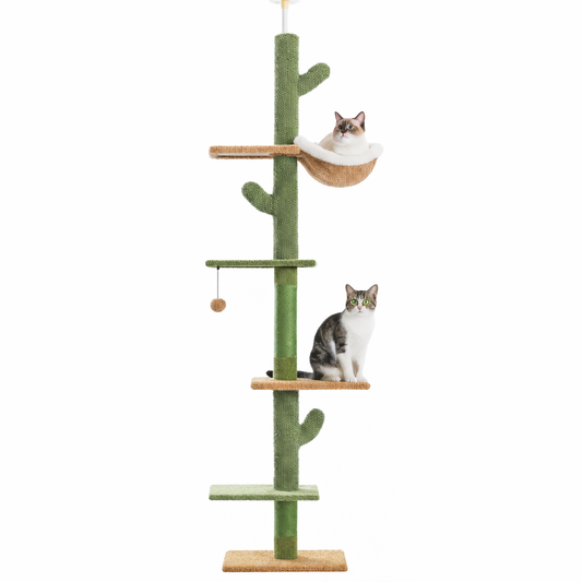 Arbre à Chat Cactus du Sol au Plafond